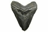 Huge Fossil Megalodon Tooth - South Carolina #374680-1
